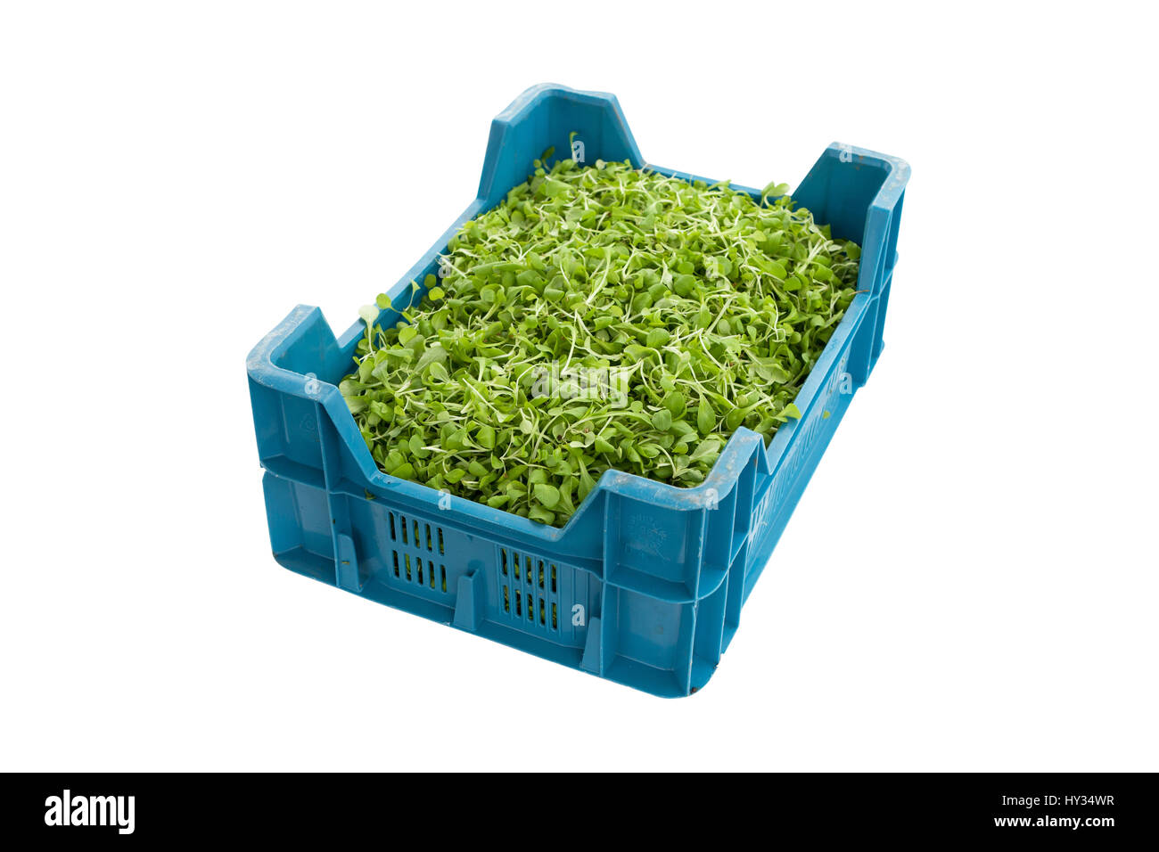 A crate full of freshly picked organic Corn Salad - Valerianella locusta. Stock Photo