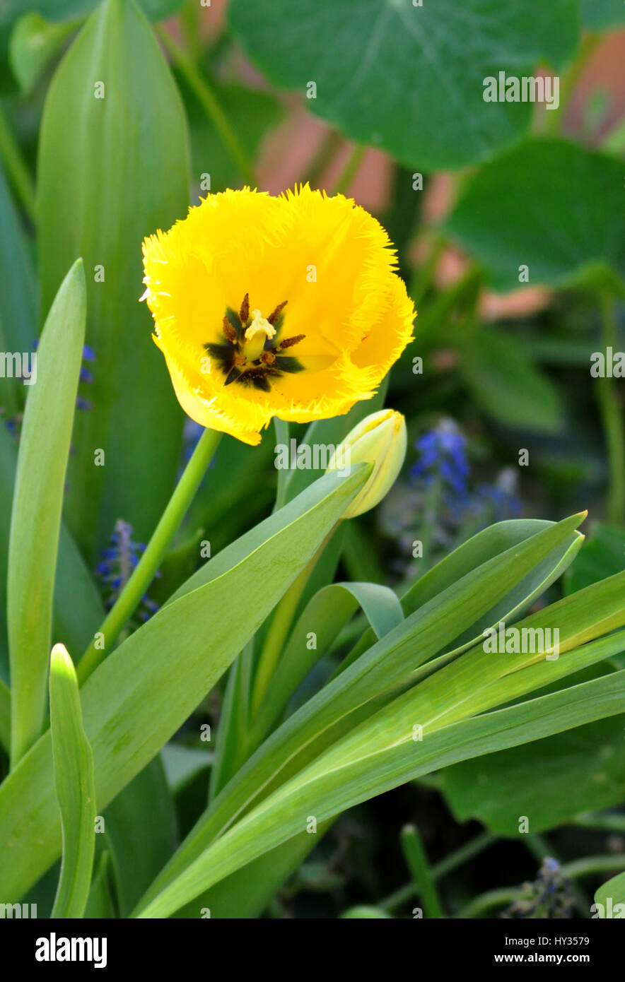 Yellow tulip in the garden Stock Photo - Alamy