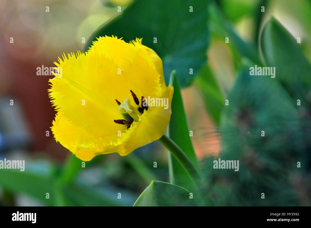 Yellow tulip in the garden Stock Photo - Alamy