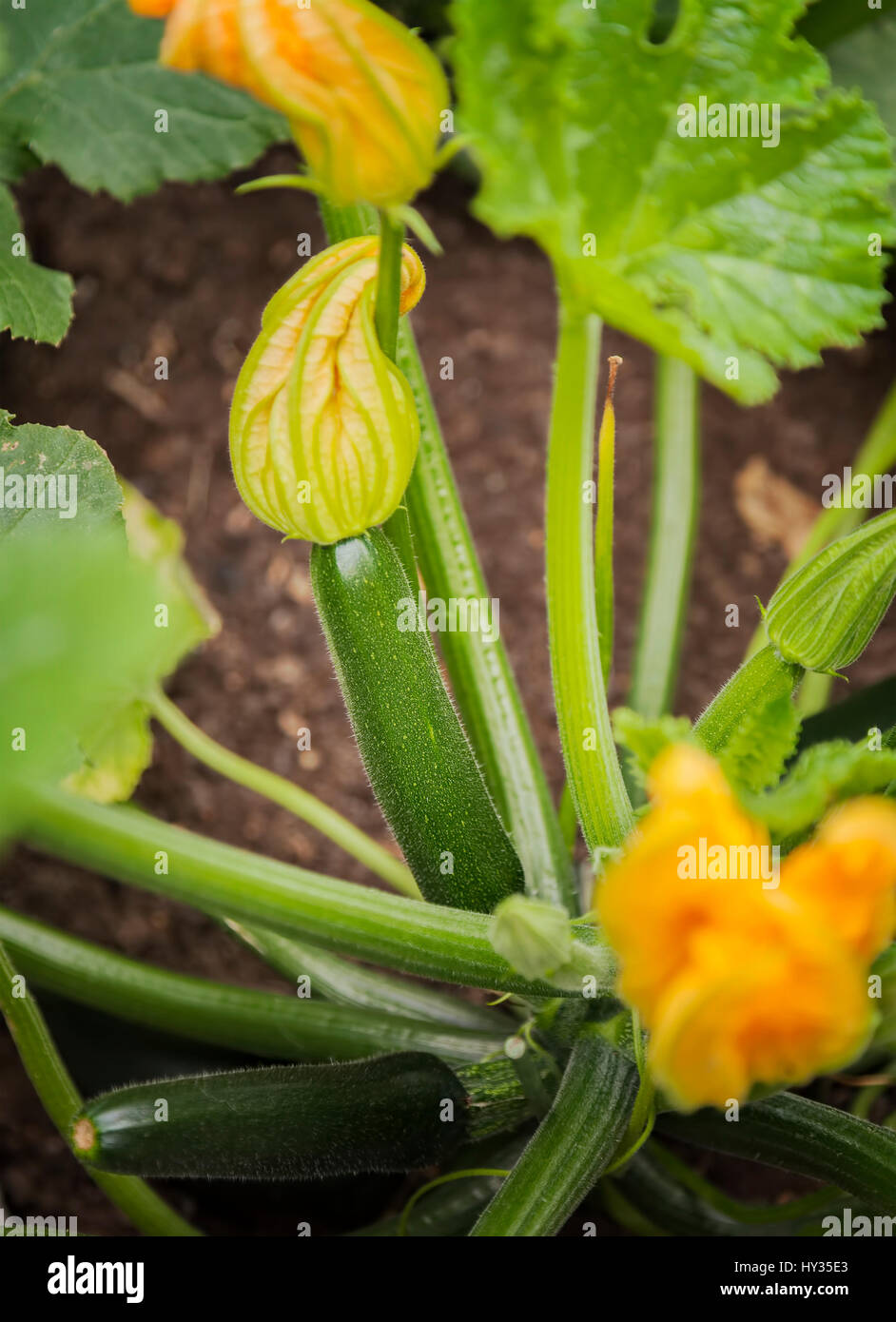 Image of baby squash plant with flowers Stock Photo Alamy