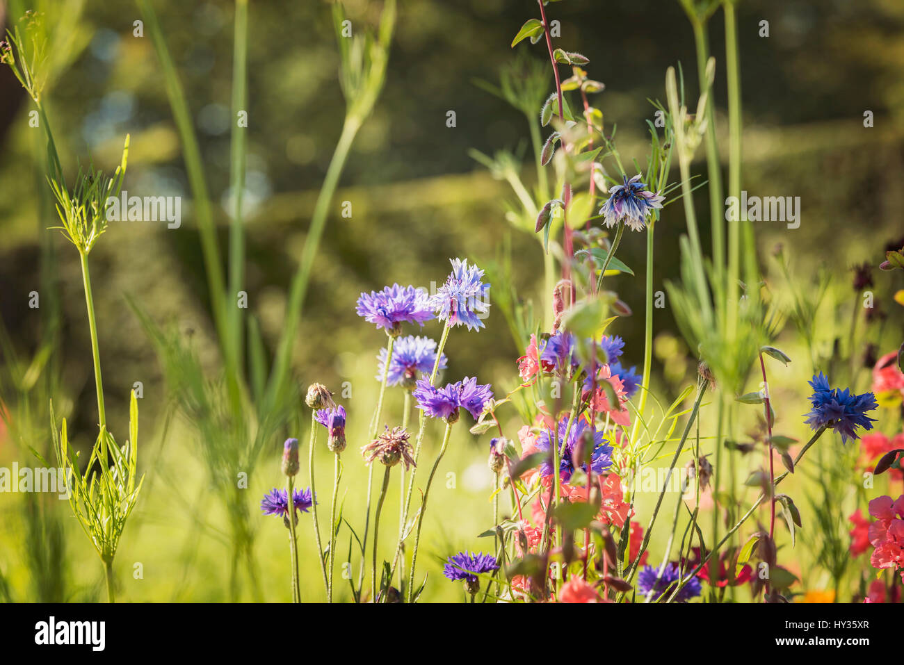Image of a wild summer meadow Stock Photo - Alamy