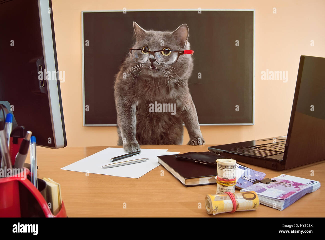 Кошка бухгалтер. Офисные коты. Кот в очках за столом. Кот в очках за компьютером. Кошка в очках за компом.