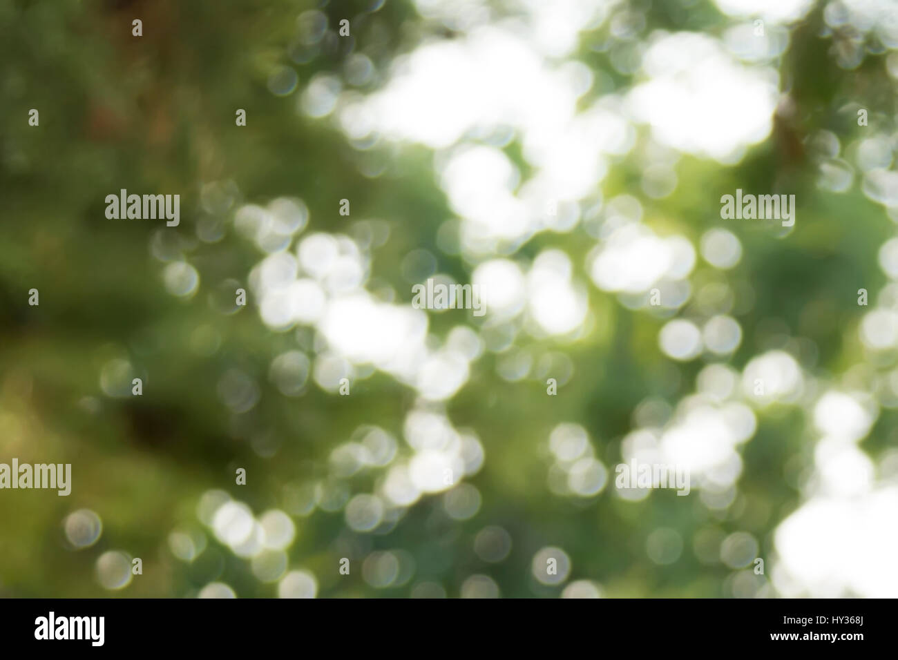 Blurry background with fir-tree branches with patches of light from sunshine. Selective focus Stock Photo