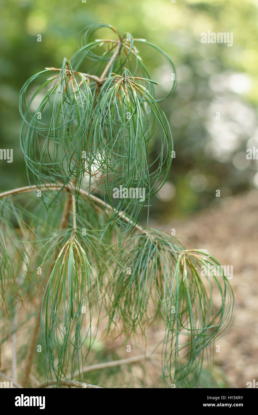 Pinus bhutanica Stock Photo