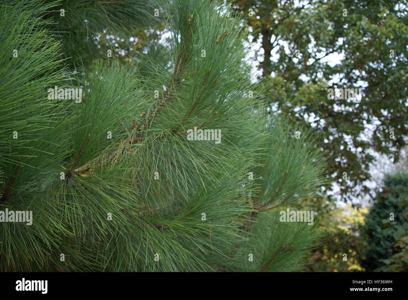 Pinus canariensis at Clyne gardens, Swansea, Wales, UK. Stock Photo