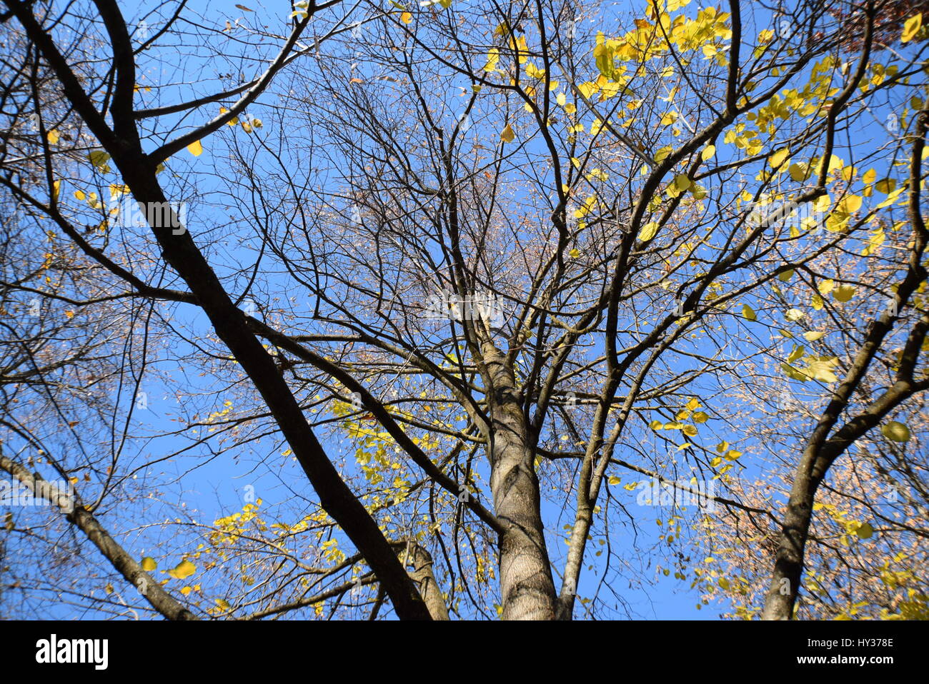 Maple Tree in Fall Stock Photo - Alamy
