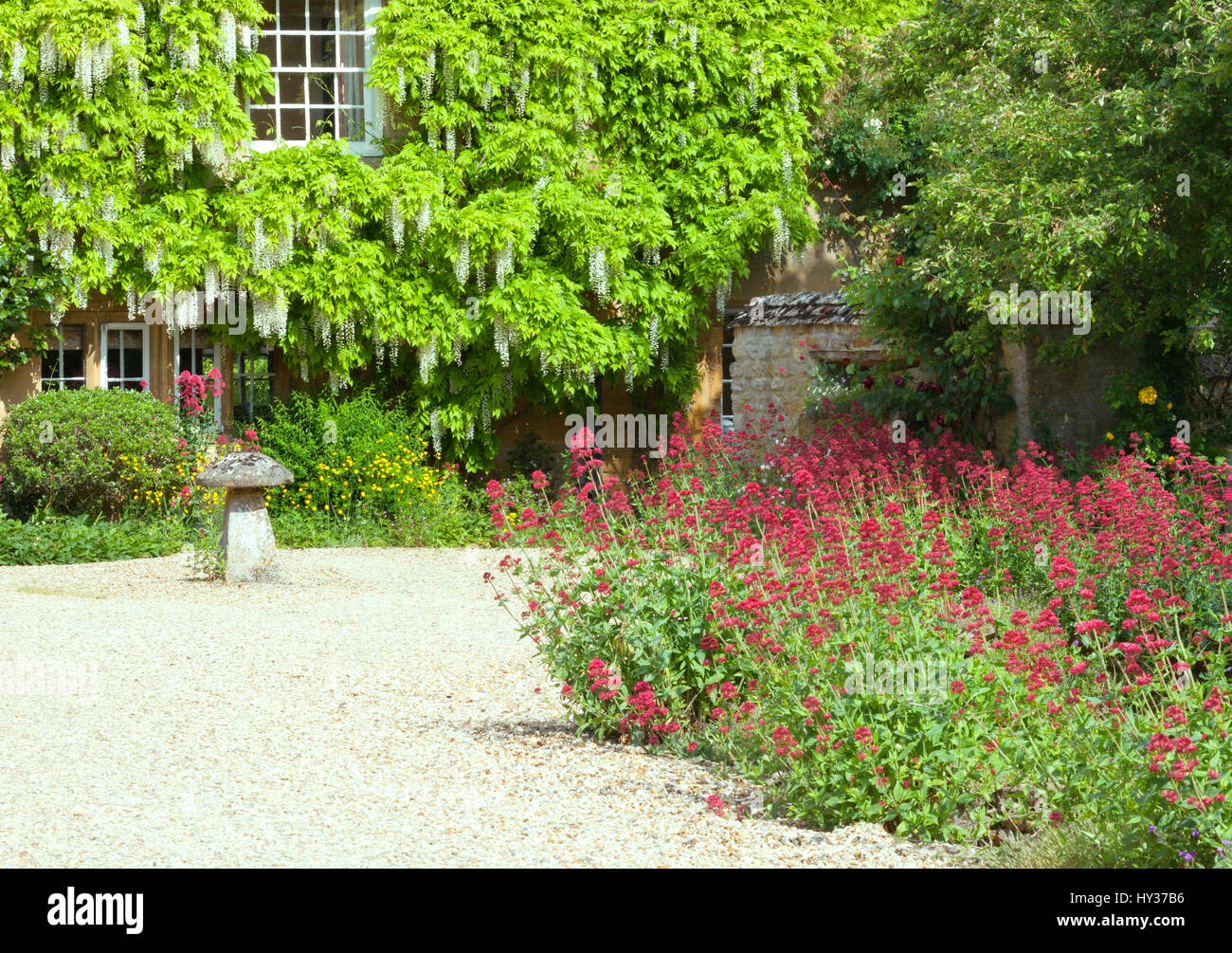 Front cottage garden with red flowers along stone driveway, house wall covered by white wisteria plant in bloom . Stock Photo
