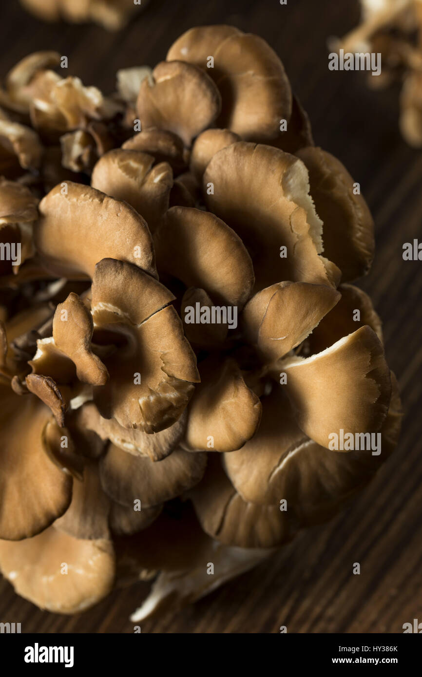 Raw Organic Maitake Mushrooms in a Bunch Stock Photo Alamy
