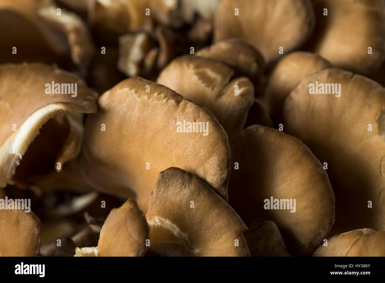 Raw Organic Maitake Mushrooms in a Bunch Stock Photo Alamy