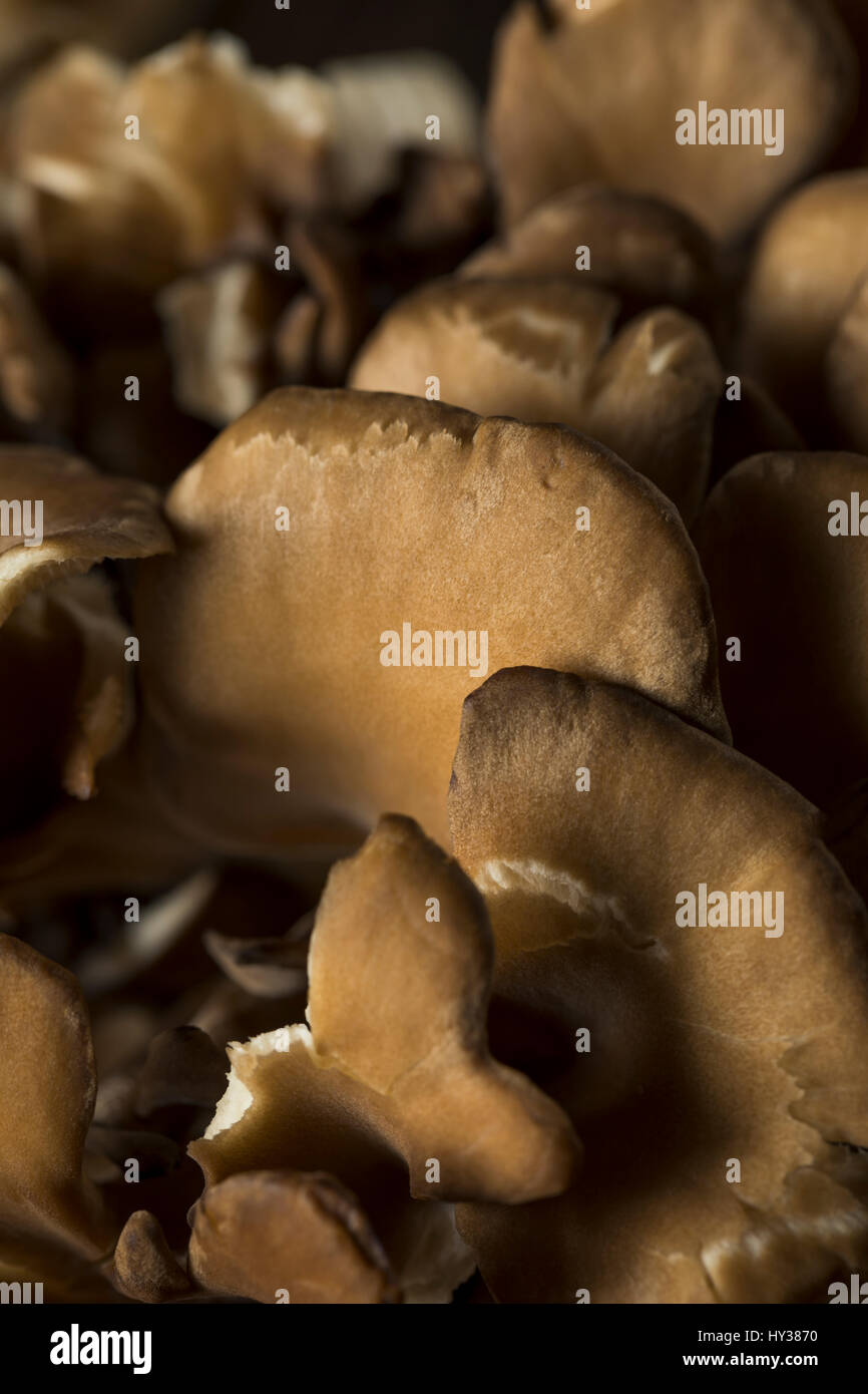 Raw Organic Maitake Mushrooms in a Bunch Stock Photo Alamy
