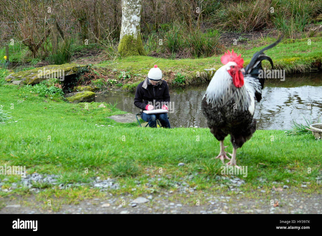 A woman artist sitting outside by a garden pond in spring drawing a picture of cockerel rooster poultry chickens in Wales UK  KATHY DEWITT Stock Photo