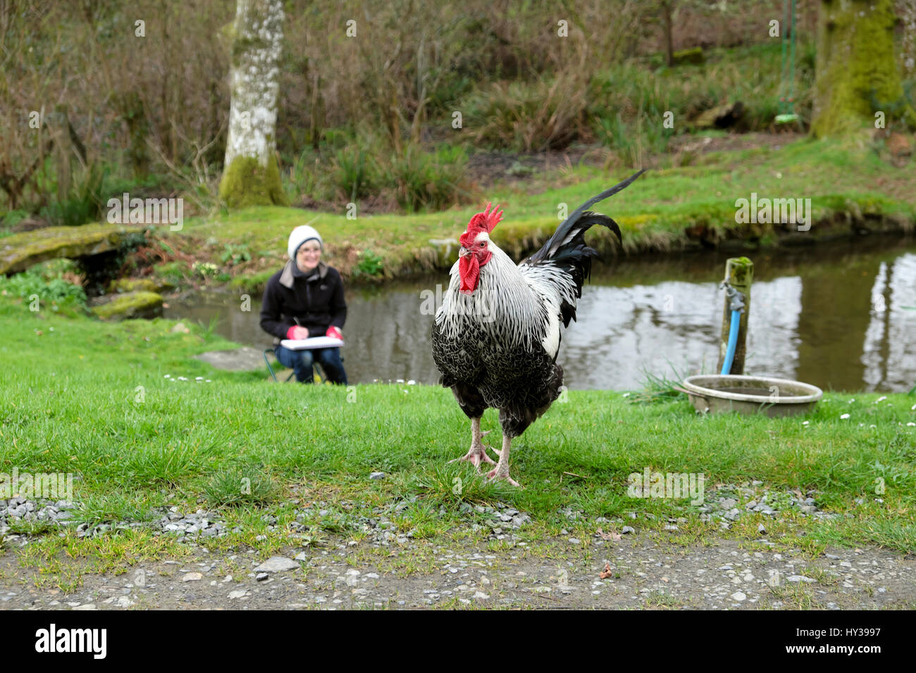 A woman artist sitting outside by a garden pond in spring drawing a picture of cockerel rooster poultry chickens in Wales UK    KATHY DEWITT Stock Photo