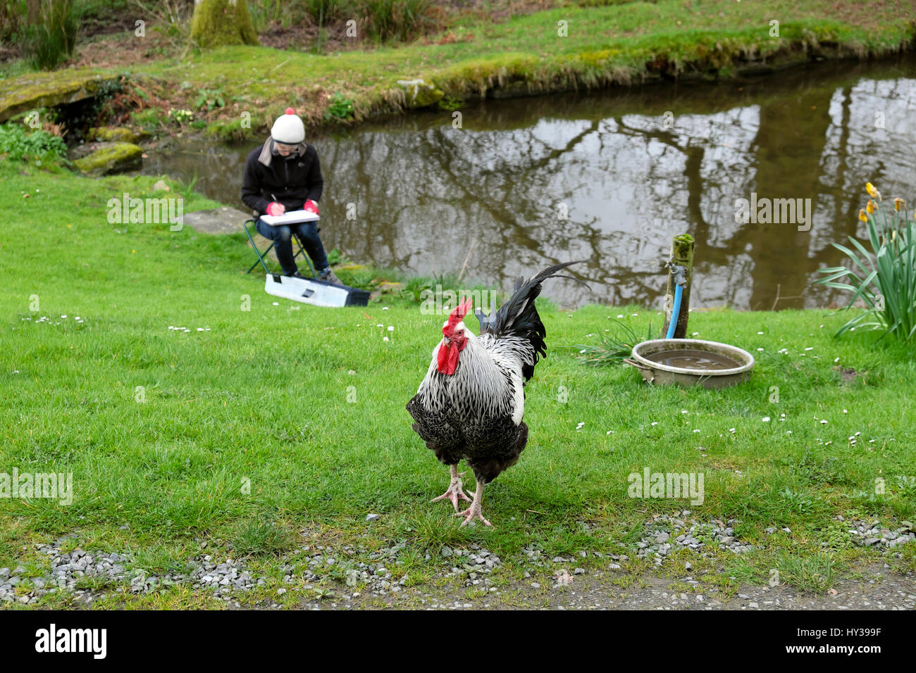 A woman artist sitting outside by a garden pond in spring drawing a picture of cockerel rooster poultry chickens in Wales UK  KATHY DEWITT Stock Photo