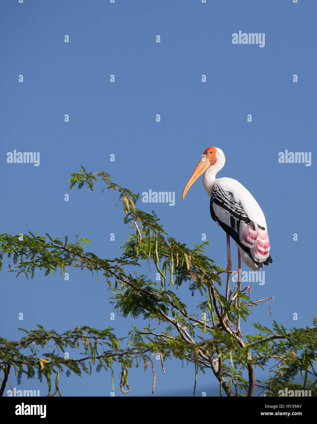 Painted stork in Kunthakulam Bird Sactuary,Tamil Nadu,India Stock Photo
