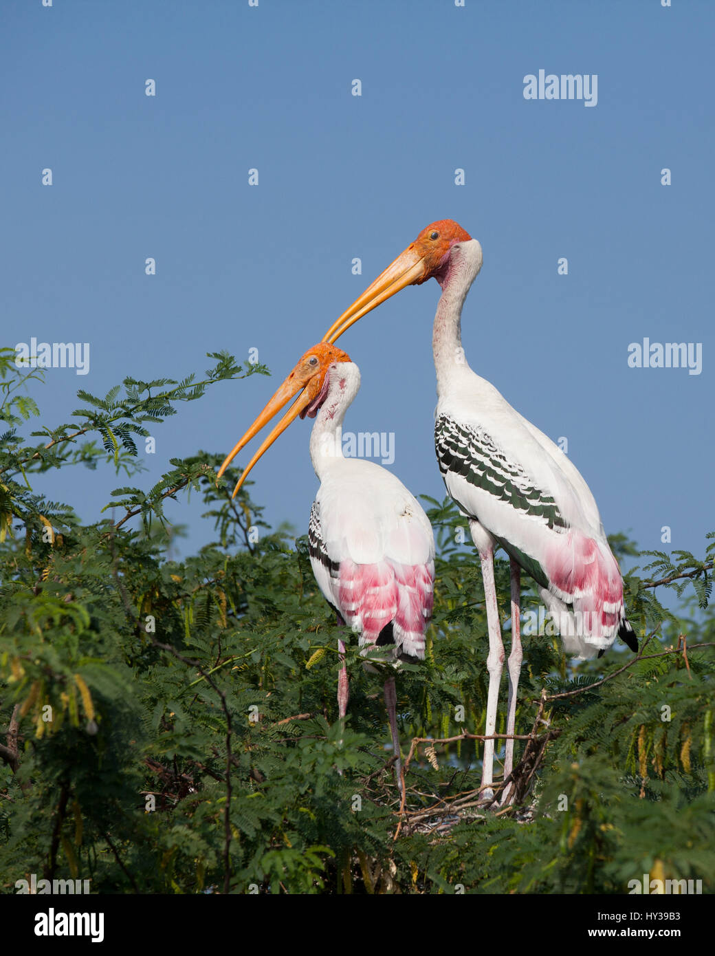 Painted stork in Kunthankulam Bird Sactuary,Tamil Nadu,India Stock Photo