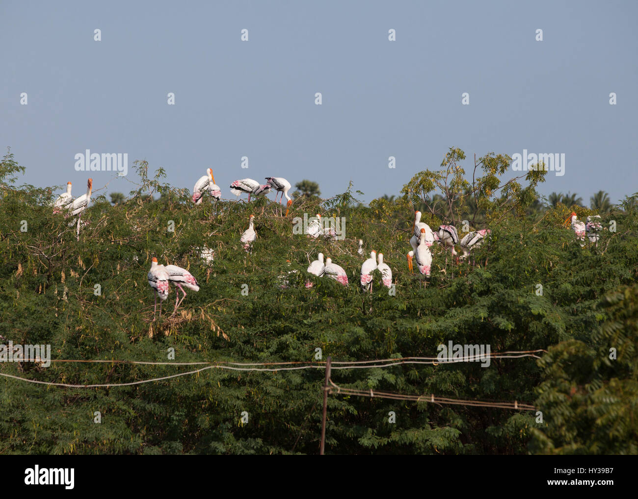 Painted storks in Kunthankulam Bird Sactuary,Tamil Nadu,India Stock Photo