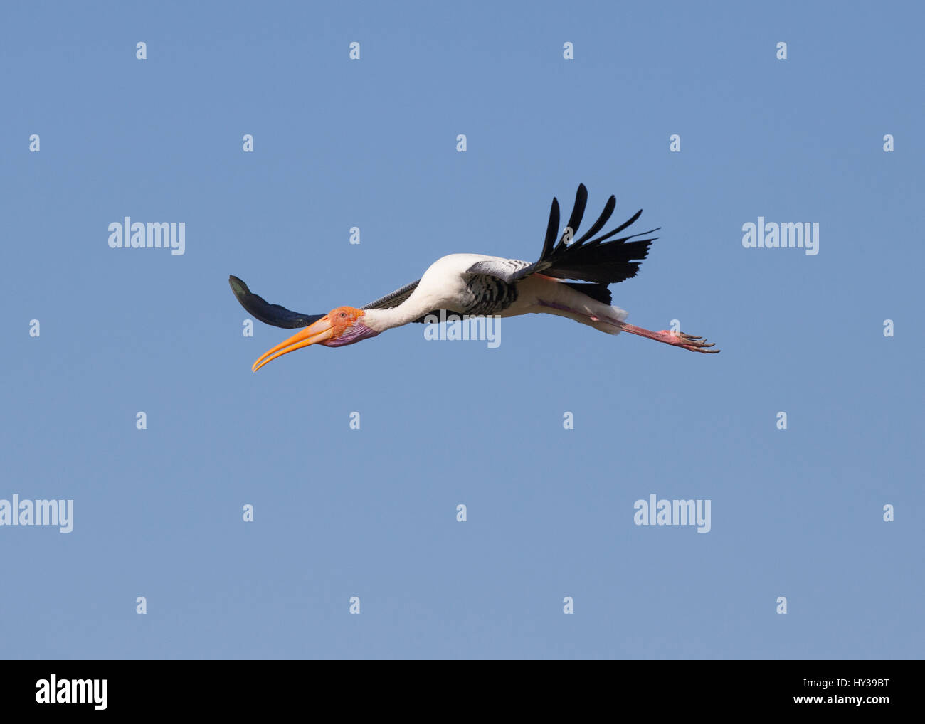 Painted stork in Koonthakulam Bird Sactuary,Tamil Nadu,India Stock Photo