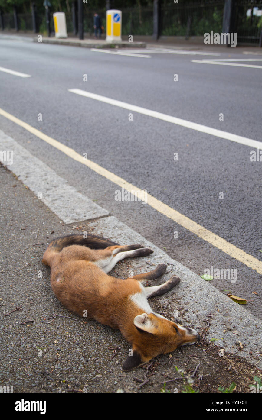 Dead fox lying by the side of a road in north London Stock Photo - Alamy