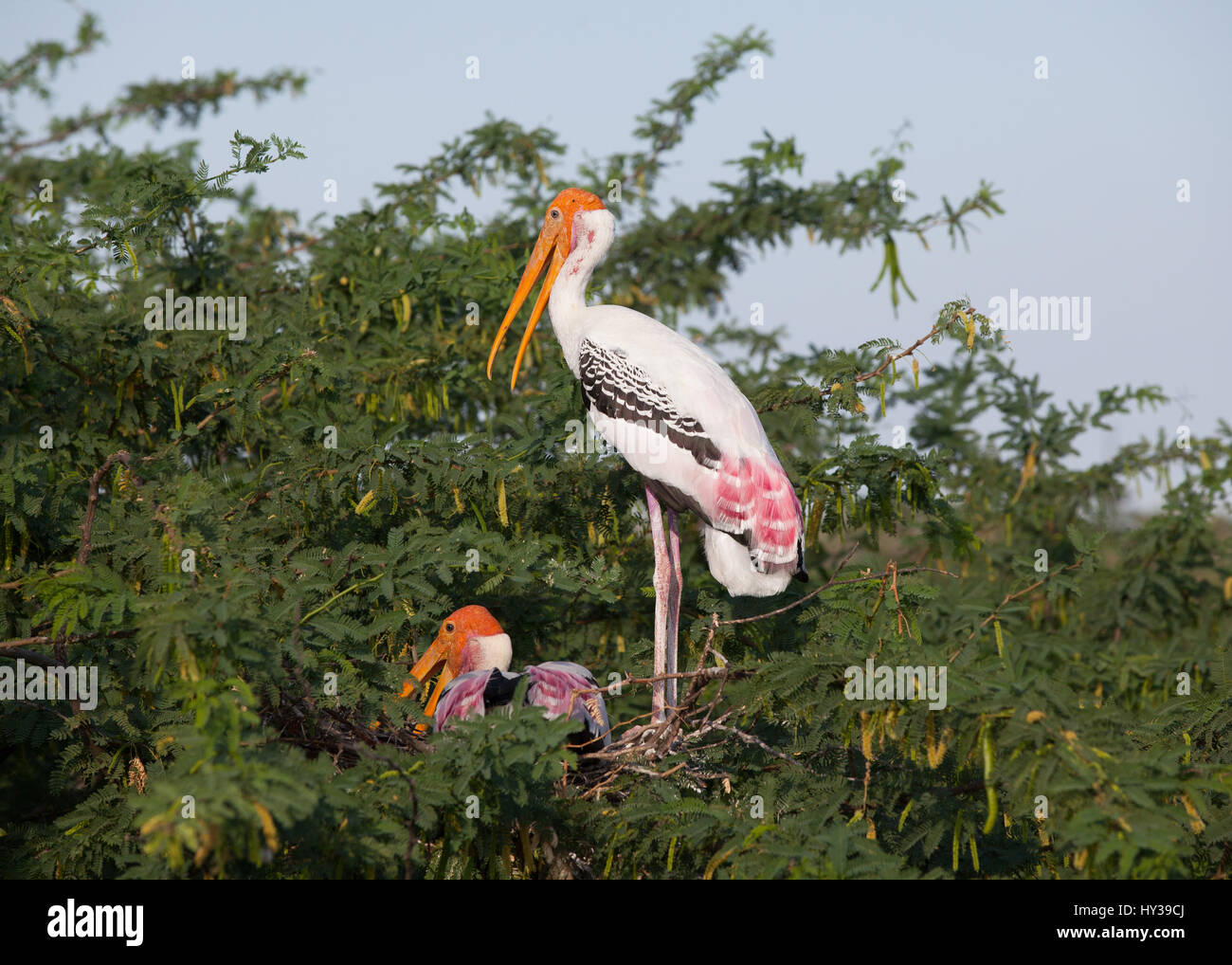 Painted storks in Koonthakulam Bird Sactuary,Tamil Nadu,India Stock Photo