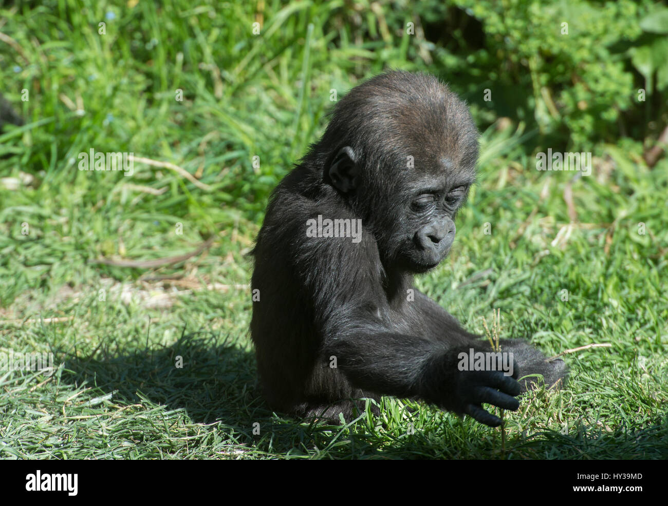 Young Western Lowland Gorilla, Gorilla gorilla, Hominidae Stock Photo