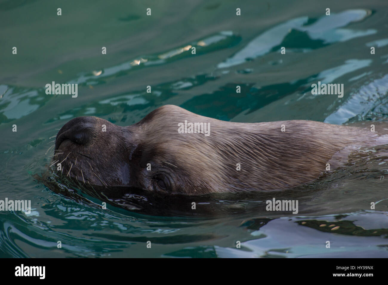 South American sea lion, Otaria flavescens, Otaridae, Carnivora Stock Photo