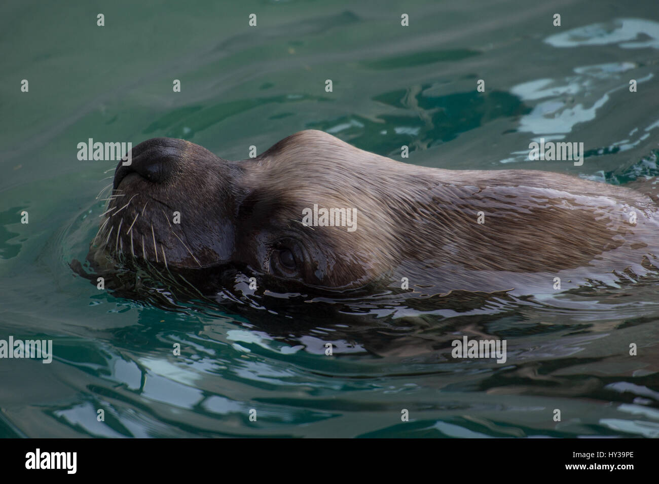 South American sea lion, Otaria flavescens, Otaridae, Carnivora Stock Photo