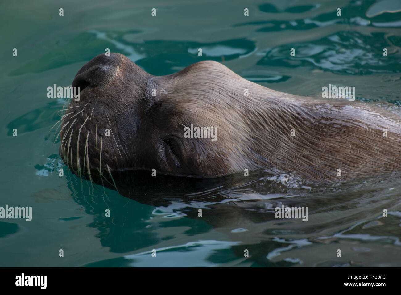 South American sea lion, Otaria flavescens, Otaridae, Carnivora Stock Photo