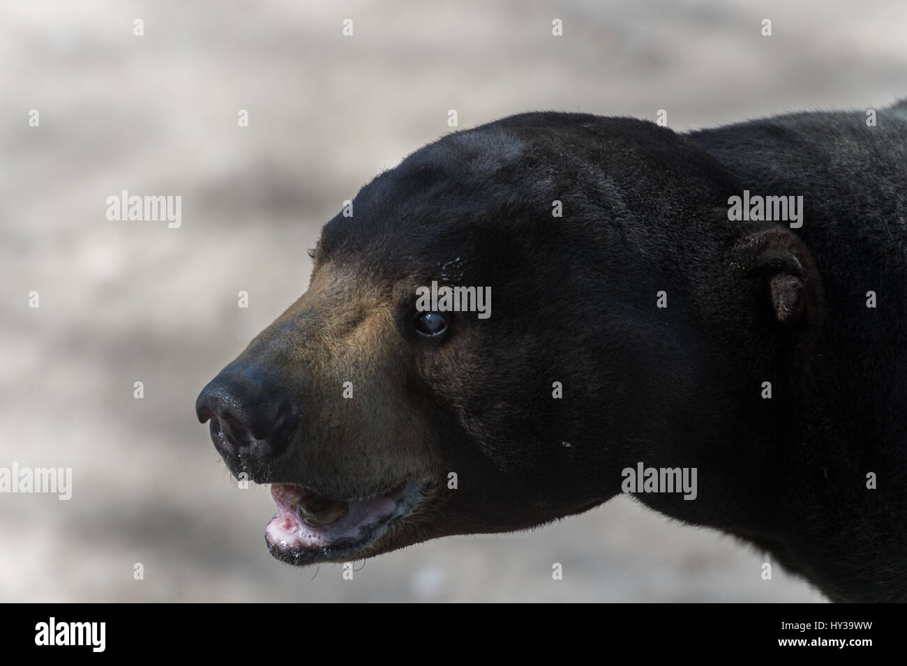 Sun bear, Helarctos malayanus, Ursidae, Madrid Zoo Stock Photo
