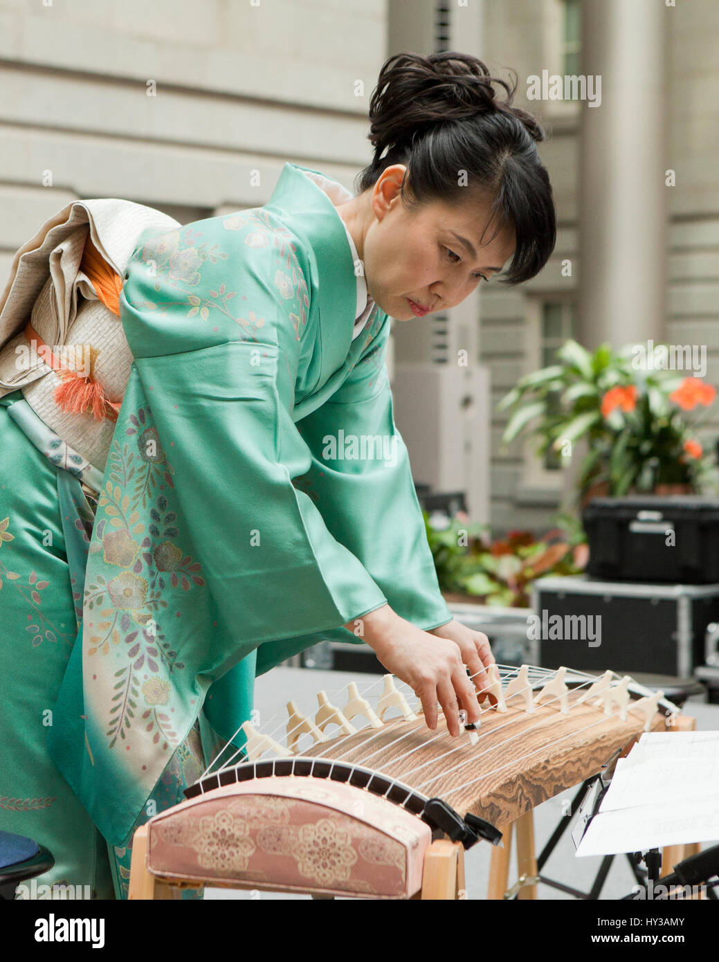 Japanese Koto player tuning a Koto for performance USA Stock Photo