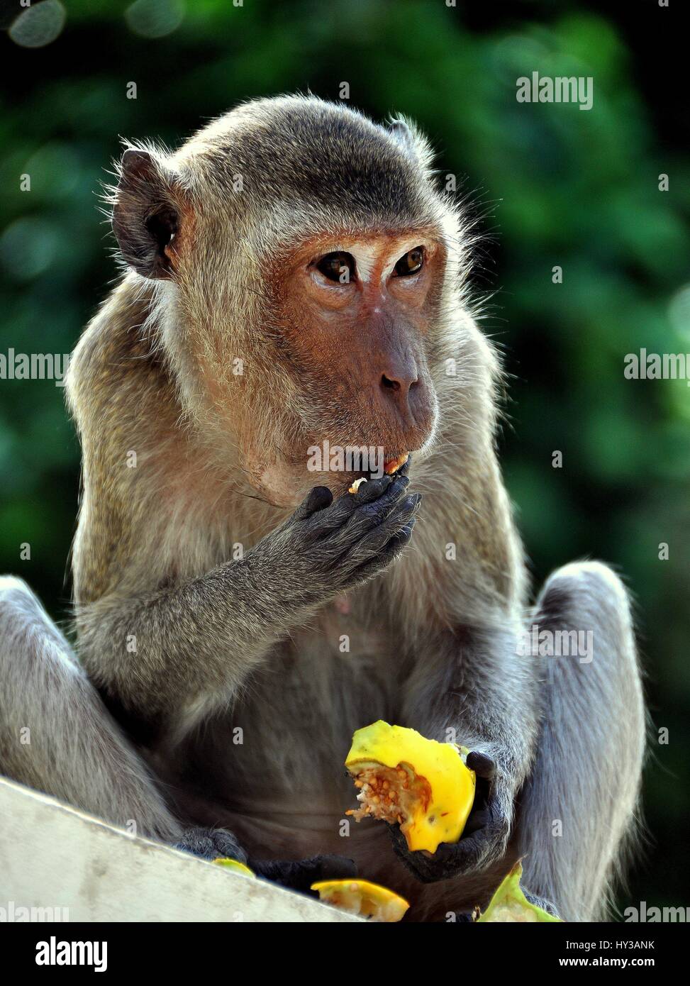 Phetchaburi, Thailand - January 3, 2010:  Monkey eating a mango sitting on a wall in the visitor center gardens at the 1859 Phra Nakhon Khiri Palace Stock Photo