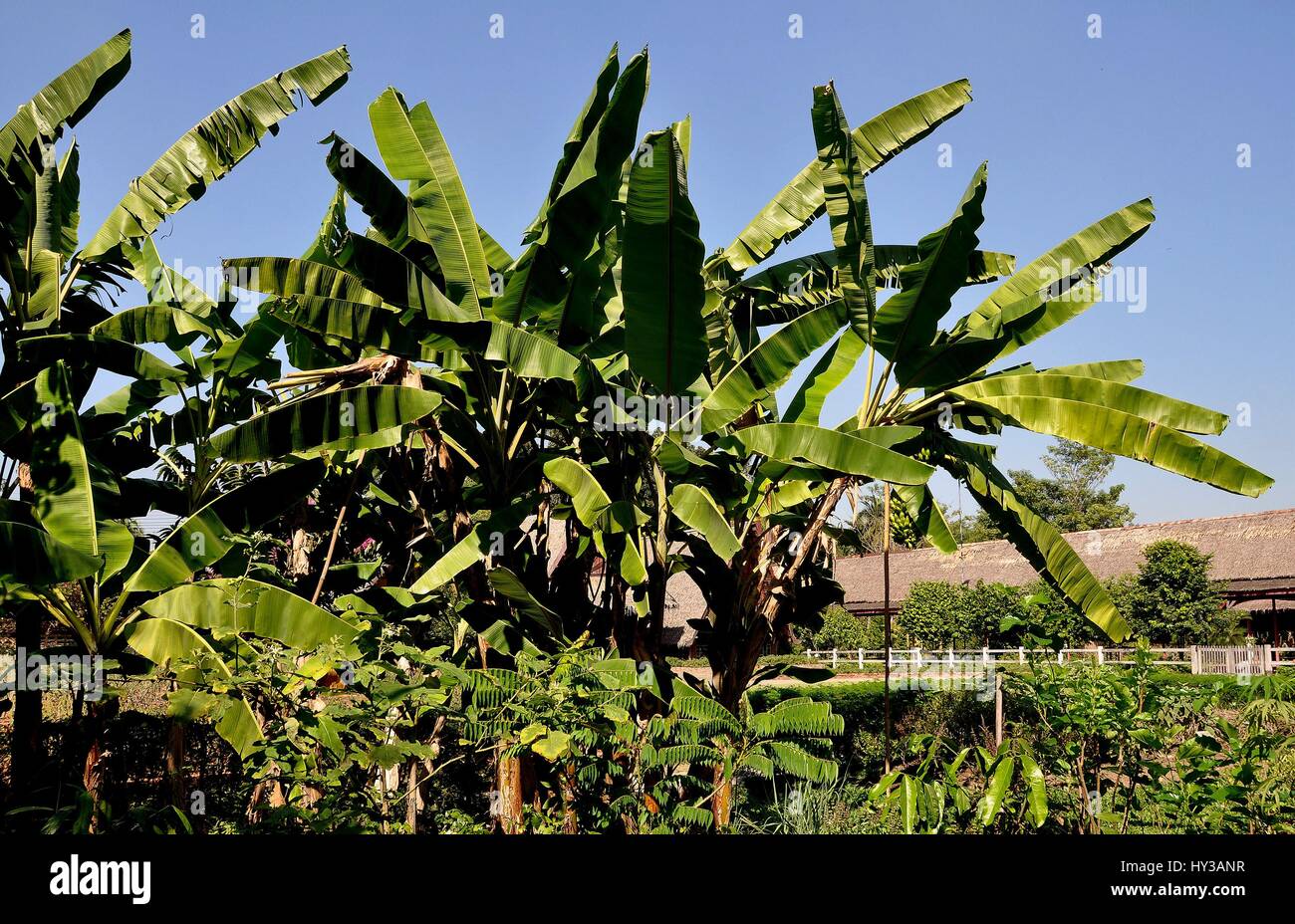 Sampan, Thailand - January 10, 2010:  A grove of banana trees at the Riverside Rose Garden and park Stock Photo