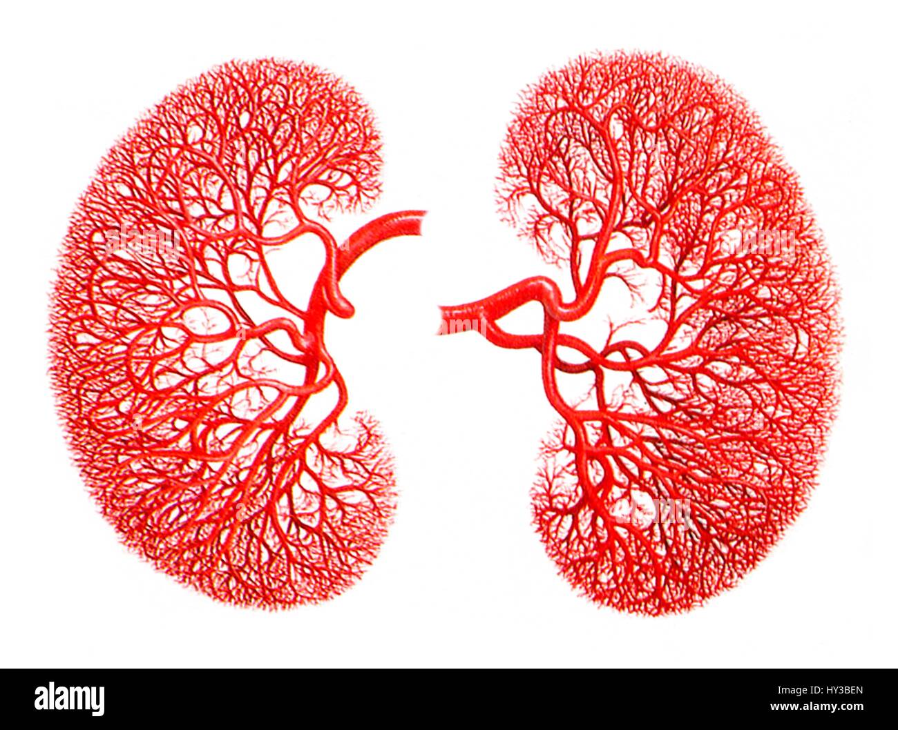 Computer artwork of the blood supply to human kidneys, showing the