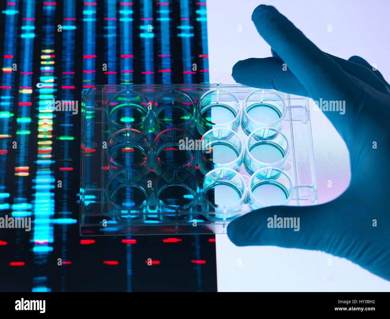A sample of DNA (deoxyribonucleic acid) being pipetted into a petri dish with DNA results in the background. Stock Photo