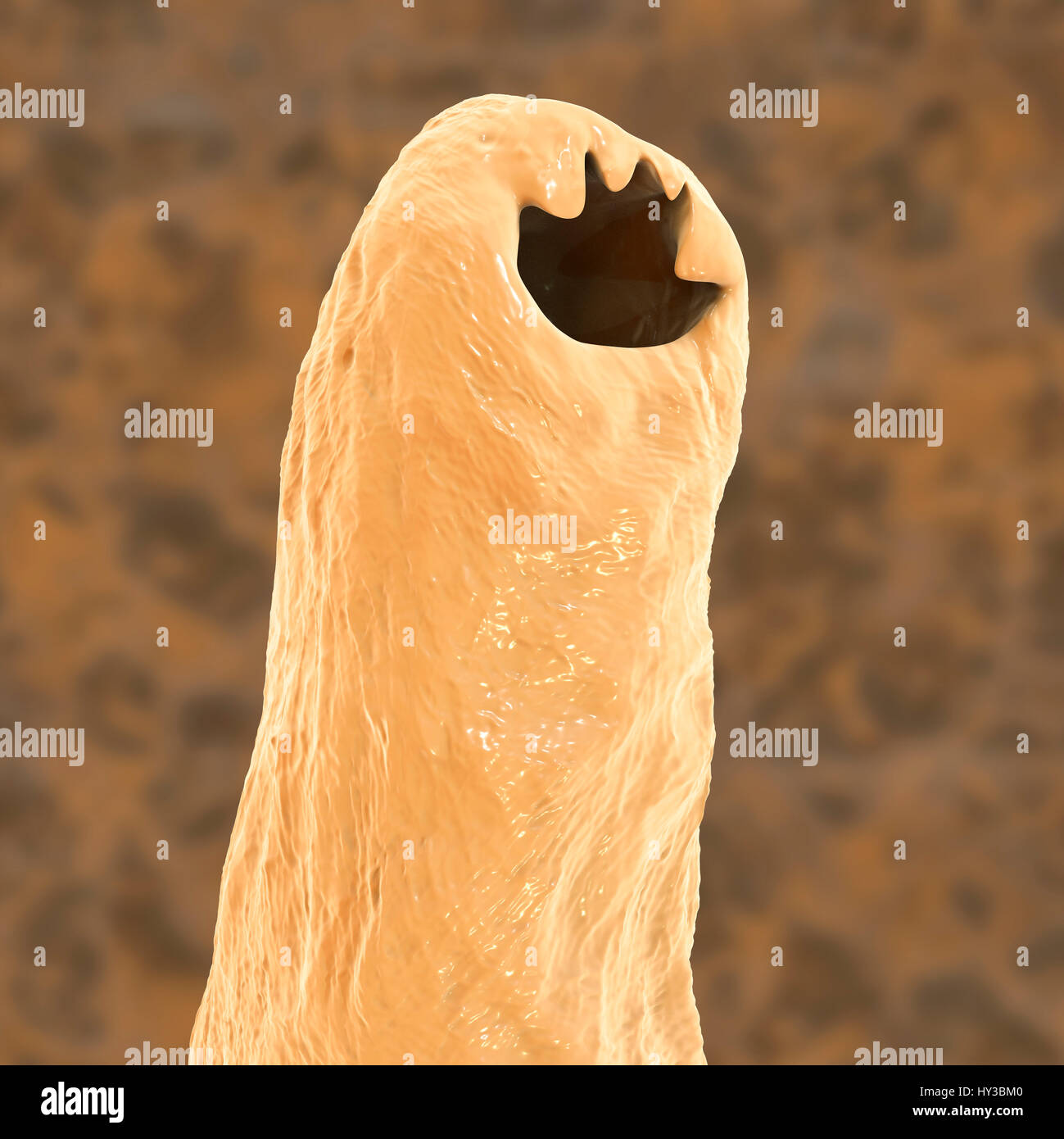 Human hookworms hires stock photography and images Alamy