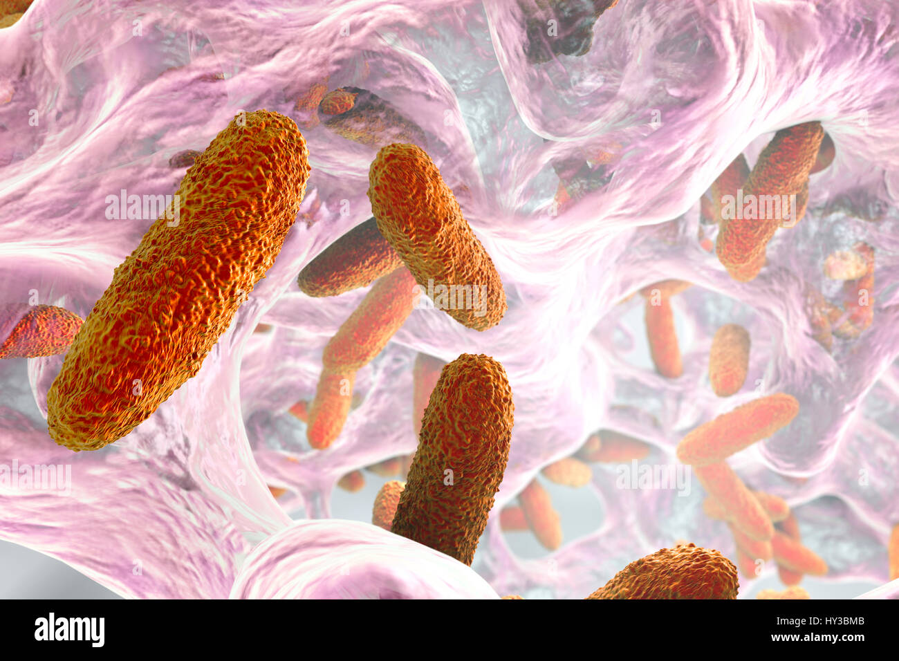 Klebsiella pneumoniae bacteria in biofilm,computer illustration.K.pneumoniae are Gram-negative,encapsulated,non-motile,enteric,rod prokaryote.This species causes Friedlander's pneumonia urinary tract infections.K.pneumoniae's pathogenicity can be attributed to its production of heat-stable Stock Photo