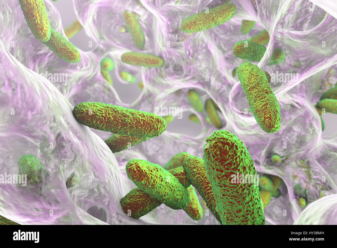 Klebsiella pneumoniae bacteria in biofilm,computer illustration.K.pneumoniae are Gram-negative,encapsulated,non-motile,enteric,rod prokaryote.This species causes Friedlander's pneumonia urinary tract infections.K.pneumoniae's pathogenicity can be attributed to its production of heat-stable Stock Photo