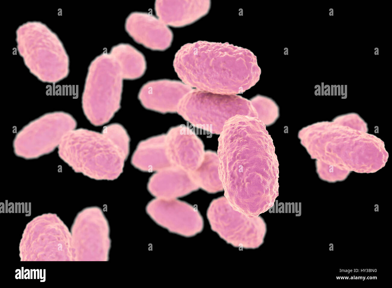 Whooping cough bacteria (Bordetella pertussis), computer illustration. B. pertussis are gram-negative, aerobic, non-motile, coccobacillus bacteria. They are spread by coughing and by nasal drops. The incubation period is 7-14 days. A vaccine is available for this bacterial pathogen. Pertussis vaccine is part of the DTaP (diphtheria, tetanus, acellular pertussis) immunization. B. pertussis also produces a lymphocytosis-promoting factor, which causes a decrease in the entry of lymphocytes into lymph nodes. This can lead to a condition known as lymphocytosis. Stock Photo