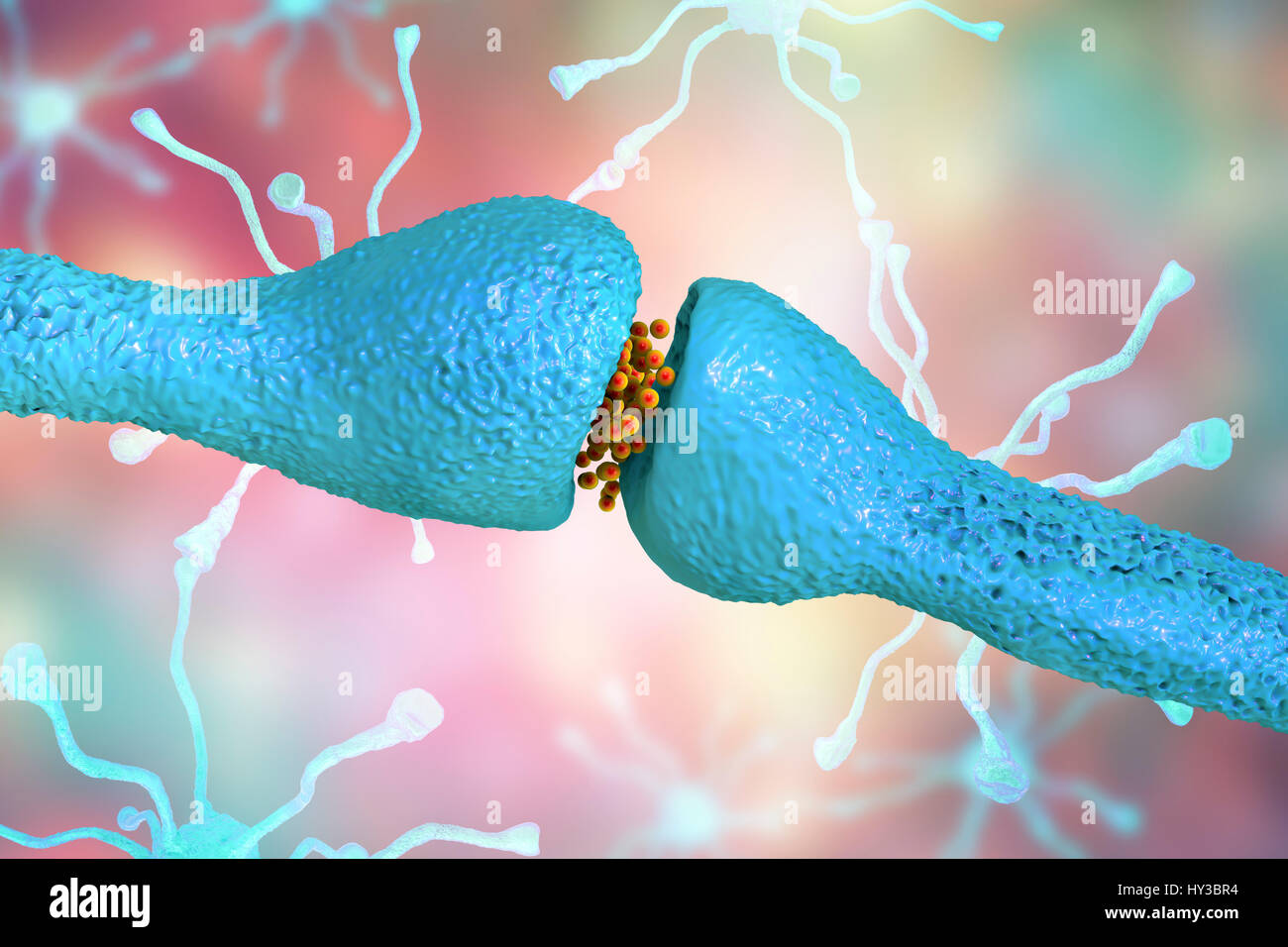 Nerve synapse. Computer illustration of a junction, or synapse, between two nerve cells (neurons). As the electrical signal reaches the presynaptic end of a neuron it triggers the release of neurotransmitters across the gap, or synaptic cleft, between the two cells. The neurotransmitters bind to receptors on the postsynaptic membrane, changing the membrane's excitability and triggering an electrical impulse. Stock Photo