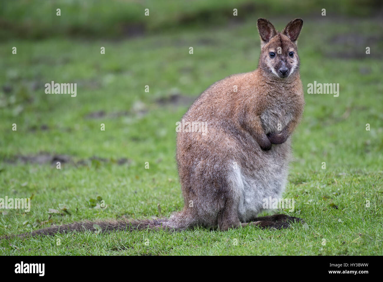 A full length horizontal portrait of a wallaby sitting on the grass alert and facing forward Stock Photo