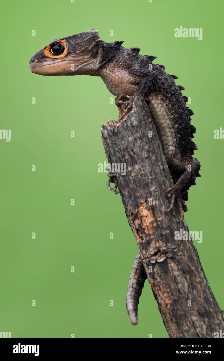croc skink Stock Photo