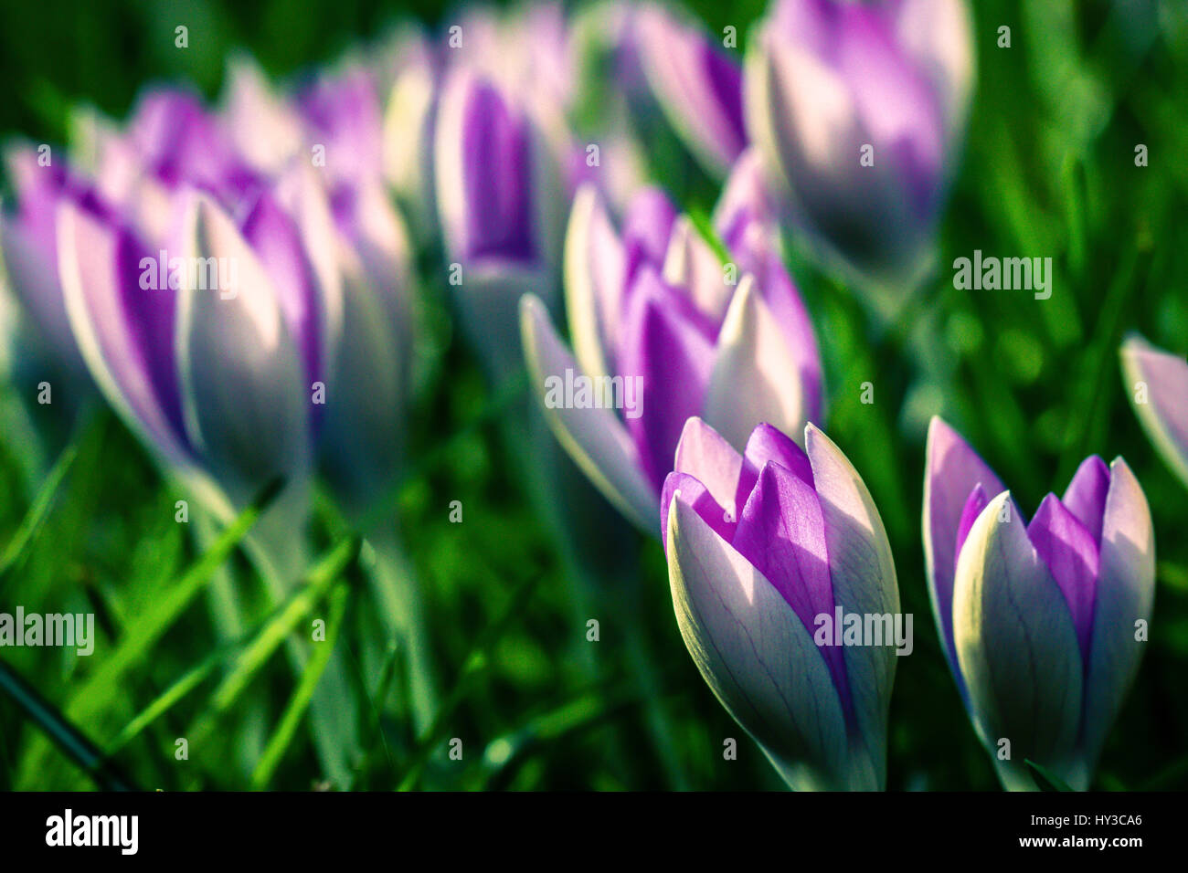 Purple Crocus Flowers Stock Photo
