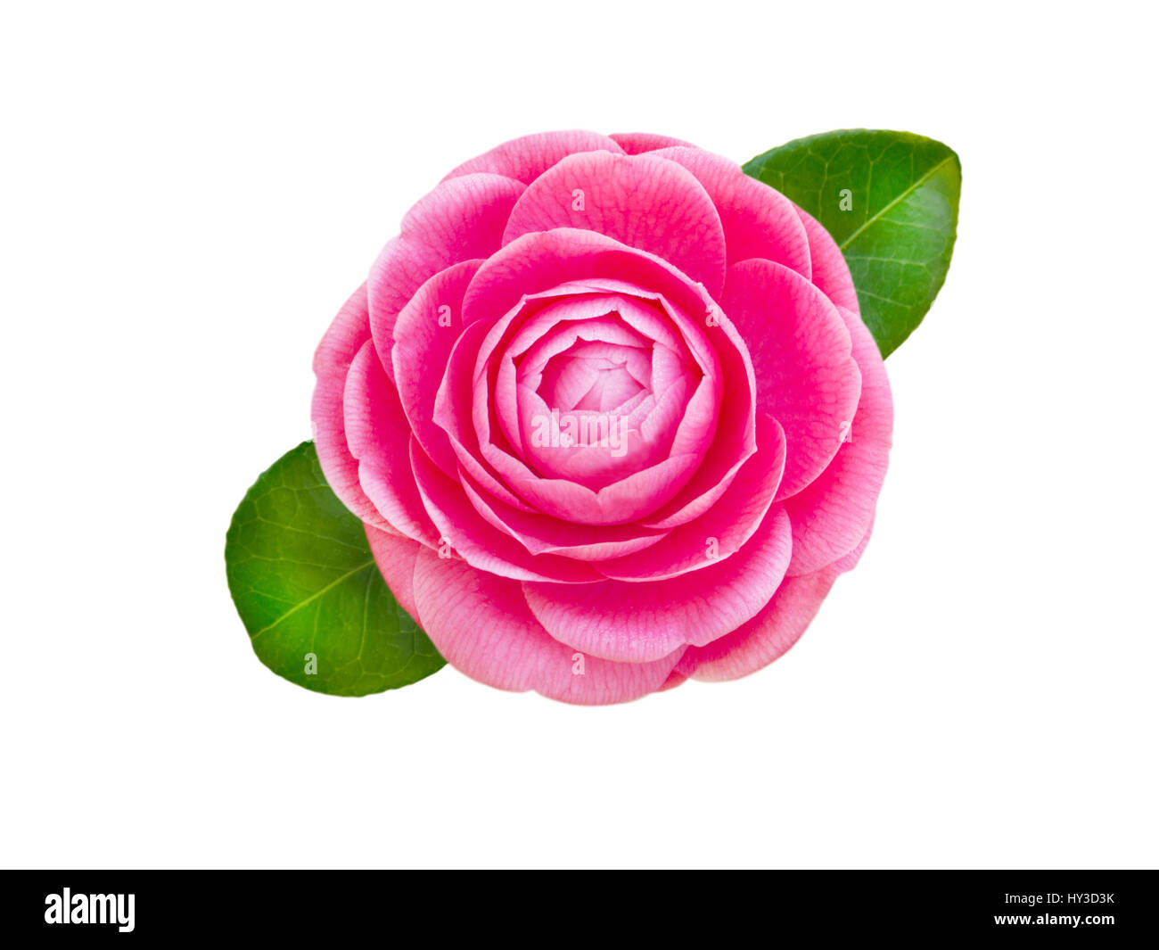 Bright pink camellia rose form flower with leaves isolated on white Stock Photo