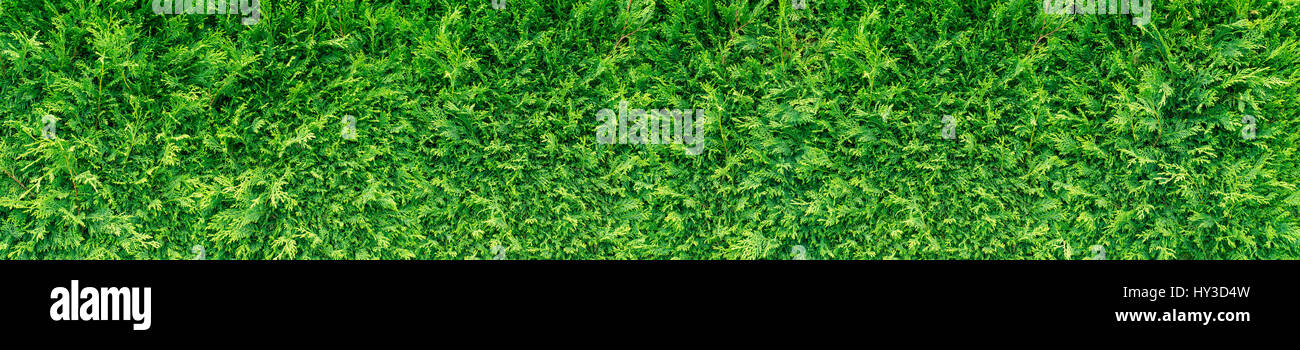 Lush green thuja hedge long horizontal background Stock Photo