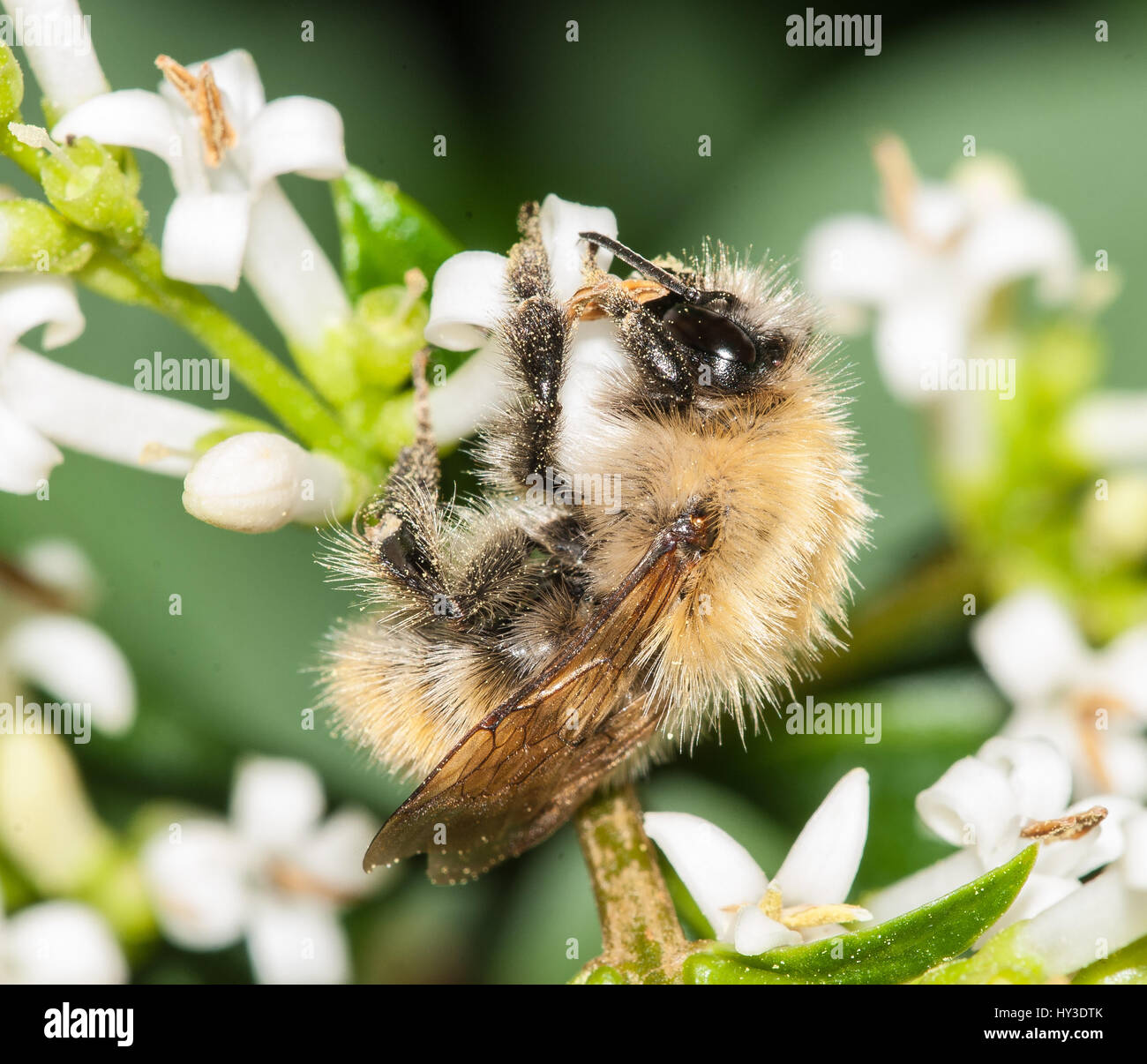 Solitary bee of the genus Dasypoda feeding on the flowers of privet Stock Photo