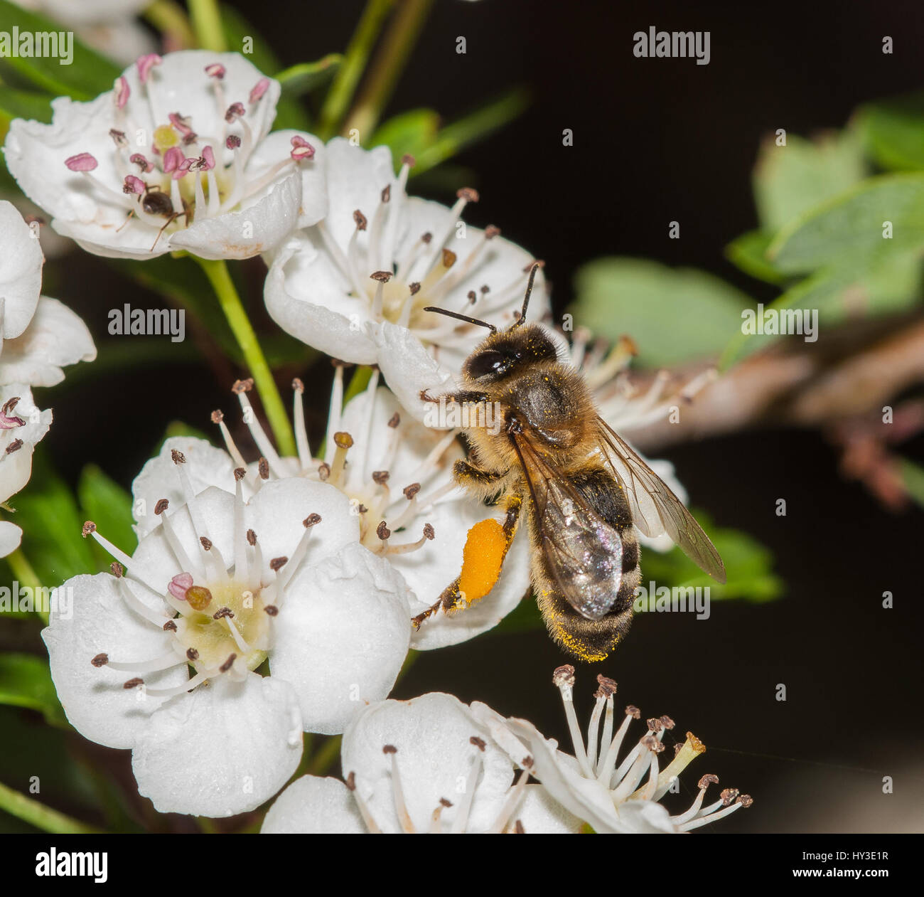 Honey bee feeding on hawthorn flowers Stock Photo