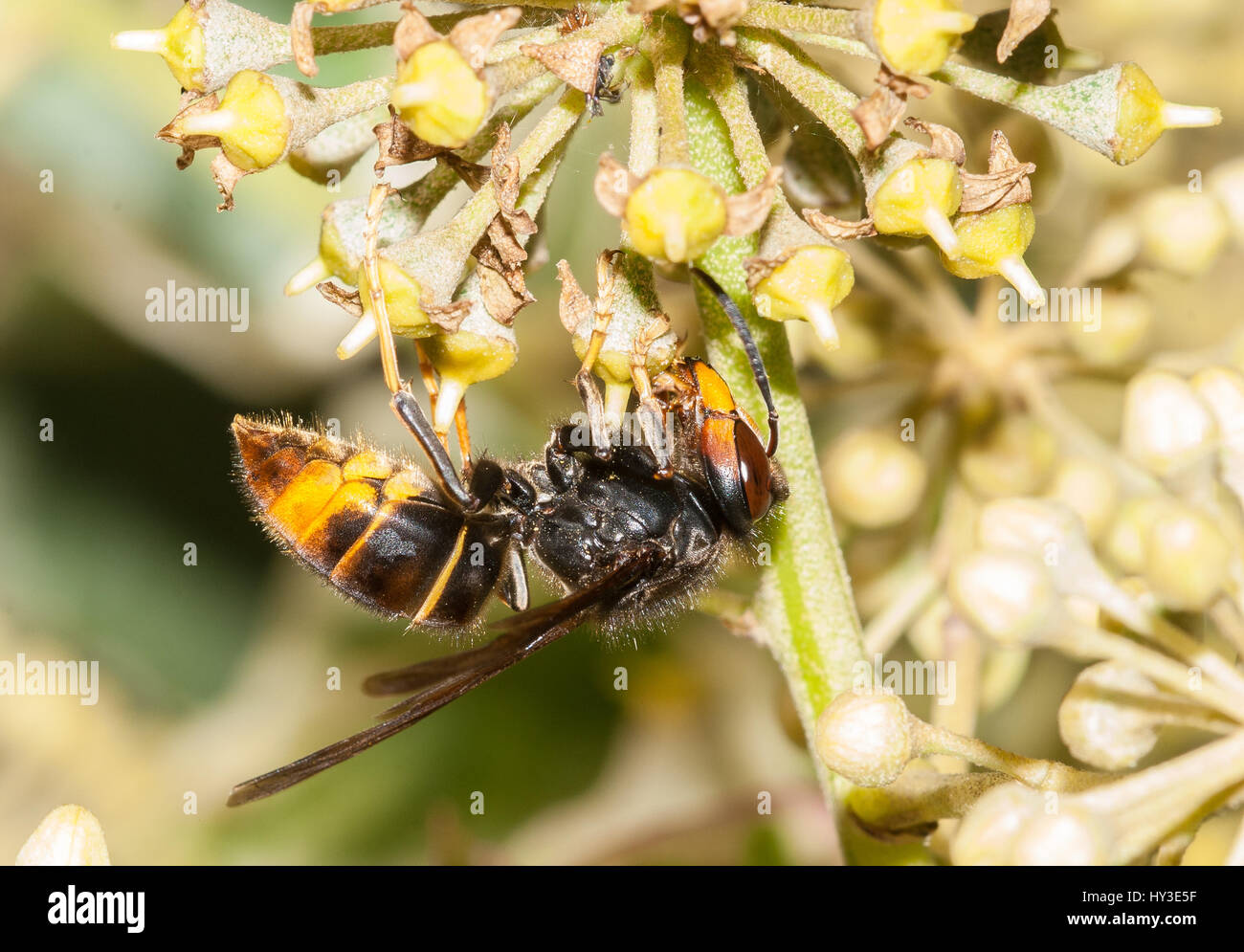 Asian hornet feeding on flowers of ivy Stock Photo
