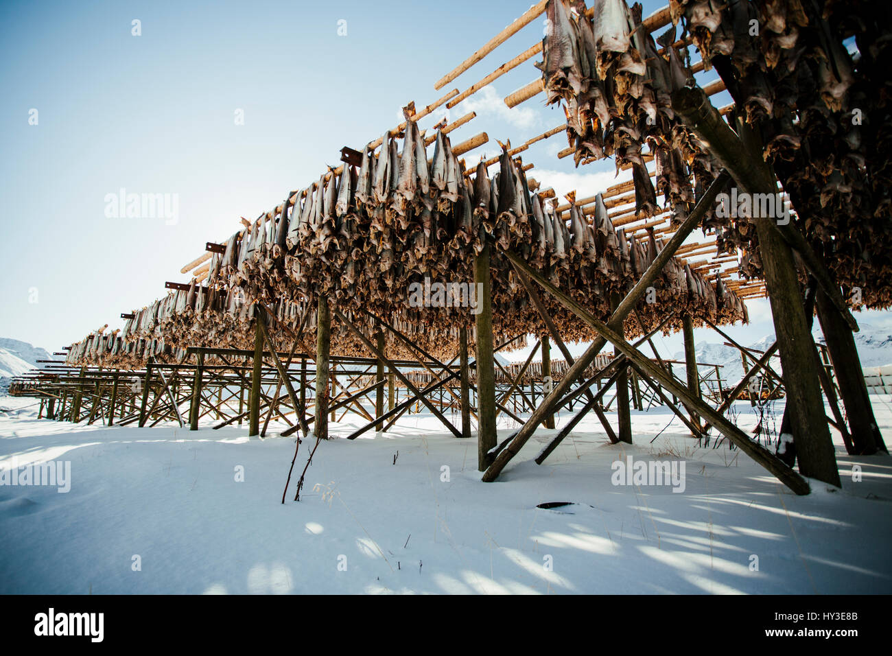 Norway, Lofoten, Large amount of dead fish hanging on wooden construction Stock Photo