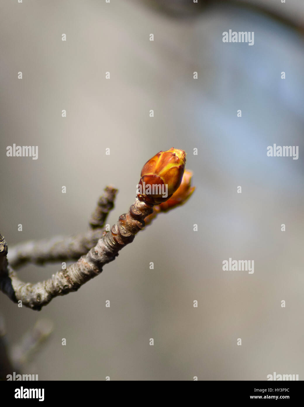 Horse chestnut tree buds blooming in a warm morning sun, with soft natural tones at the
