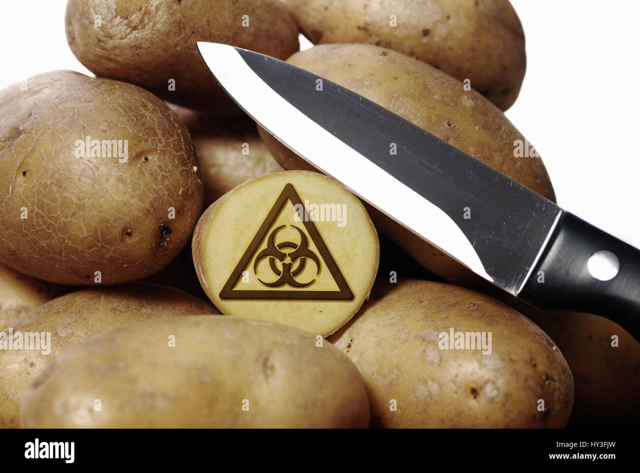 potato Amflora, symbolic photo, Genkartoffel Amflora