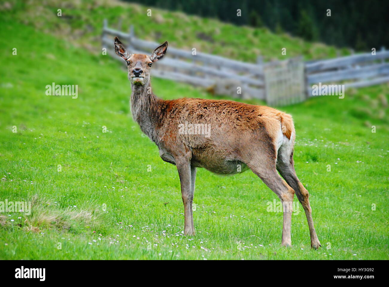 red deer hind Stock Photo Alamy